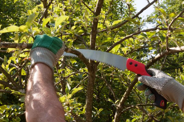 Apple Tree Trimming in Salinas