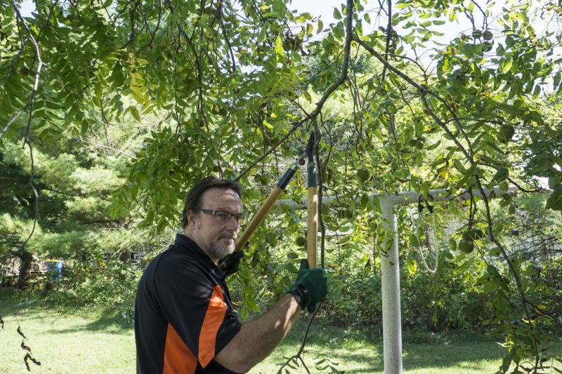 Tree Lopping Service detail