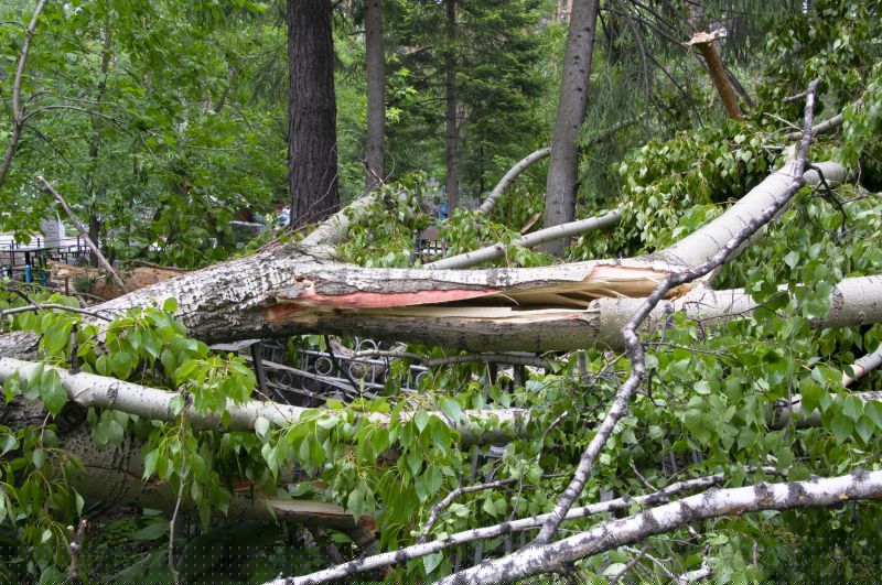 River Birch Trimming