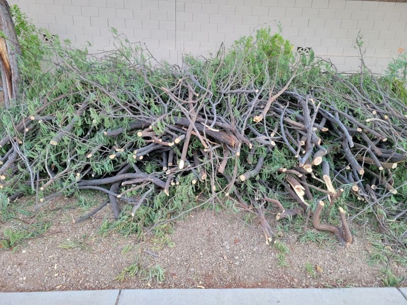 Trimmed Tree Branches